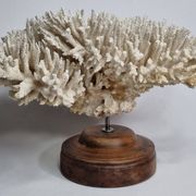 Ancien corail naturel blanc sur socle en bois tourné 41 cm