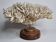 Antique natural white coral on turned wooden base 41 cm