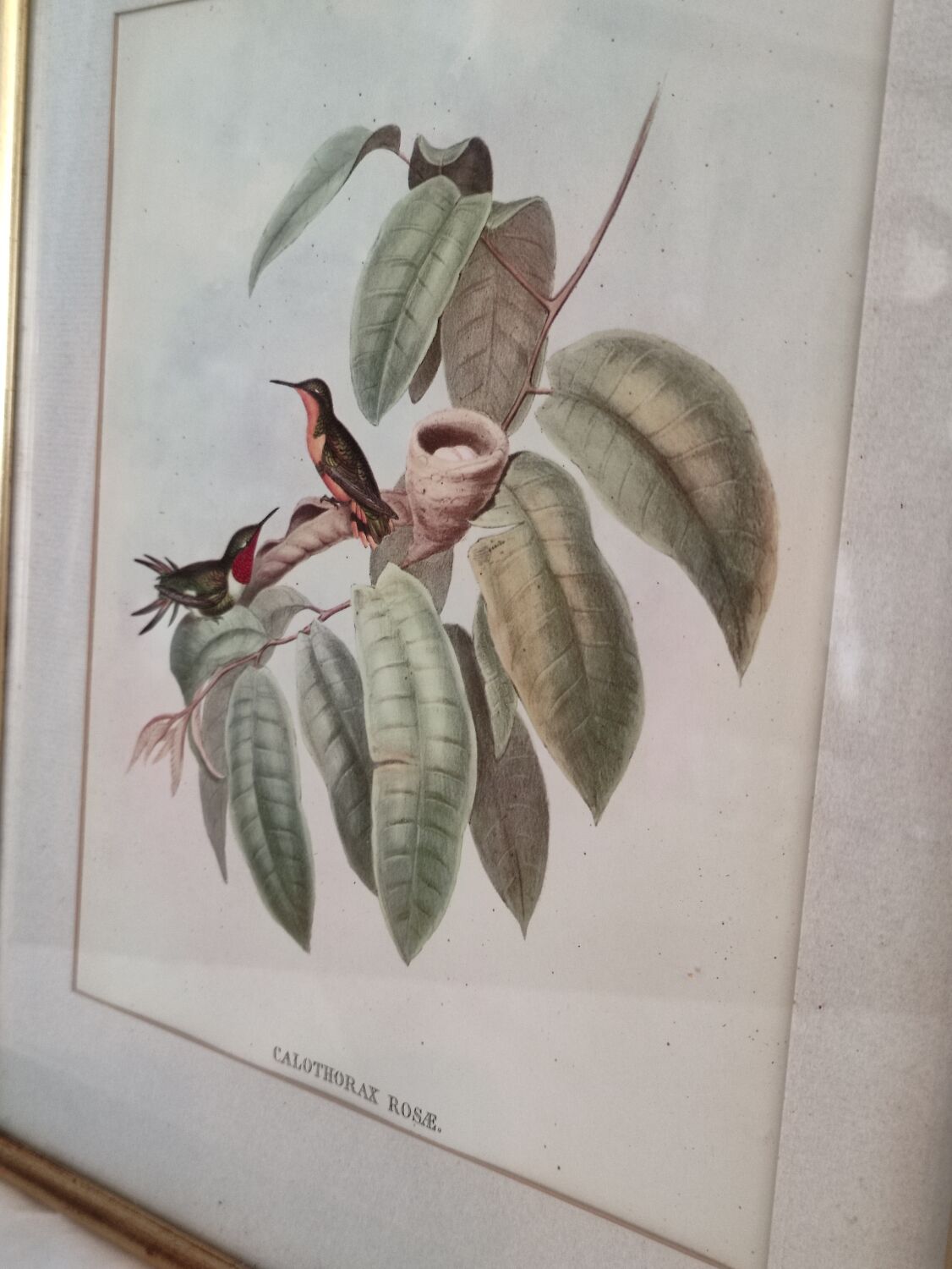 Framed bird engraving