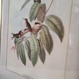Gravure oiseaux encadrée