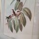 Framed bird engraving