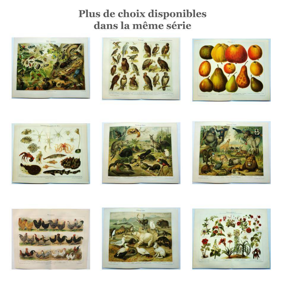 Antique plate 1909 - Fauna and animals of Australia, Vintage lithograph