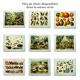 Antique plate 1909 - Fauna and animals of Australia, Vintage lithograph