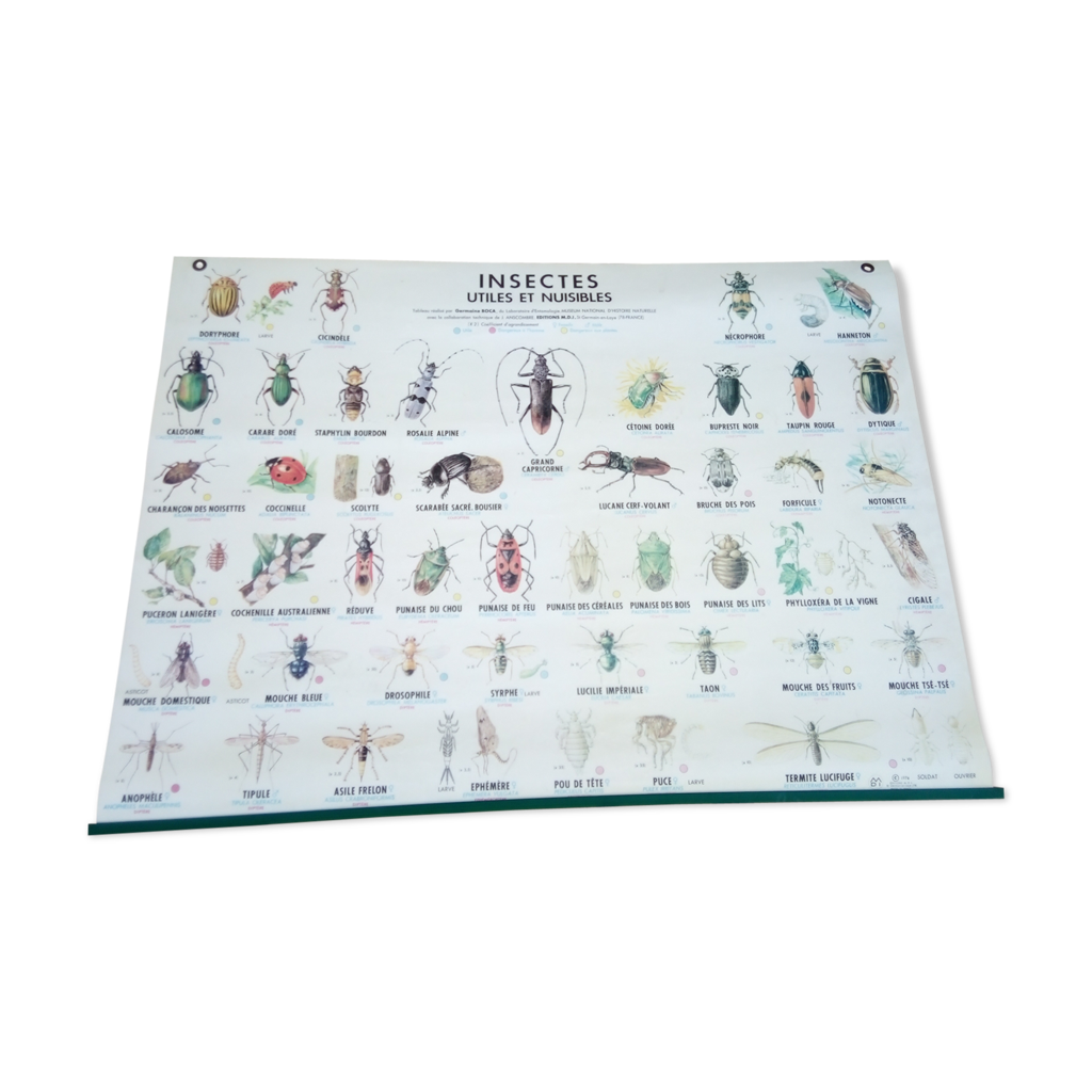 Affiche scolaire des années 70 insectes utiles et nuisibles | Selency