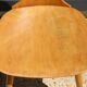 6 BAUMANN V2 chairs in light beech