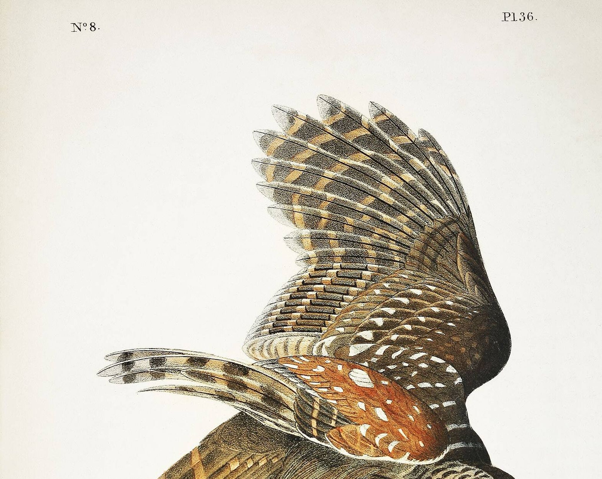 Poster about the Striped Owl, based on an old engraving from 1827.