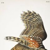 Poster about the Striped Owl, based on an old engraving from 1827.