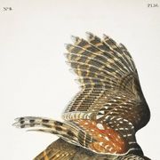 Poster about the Striped Owl, based on an old engraving from 1827.