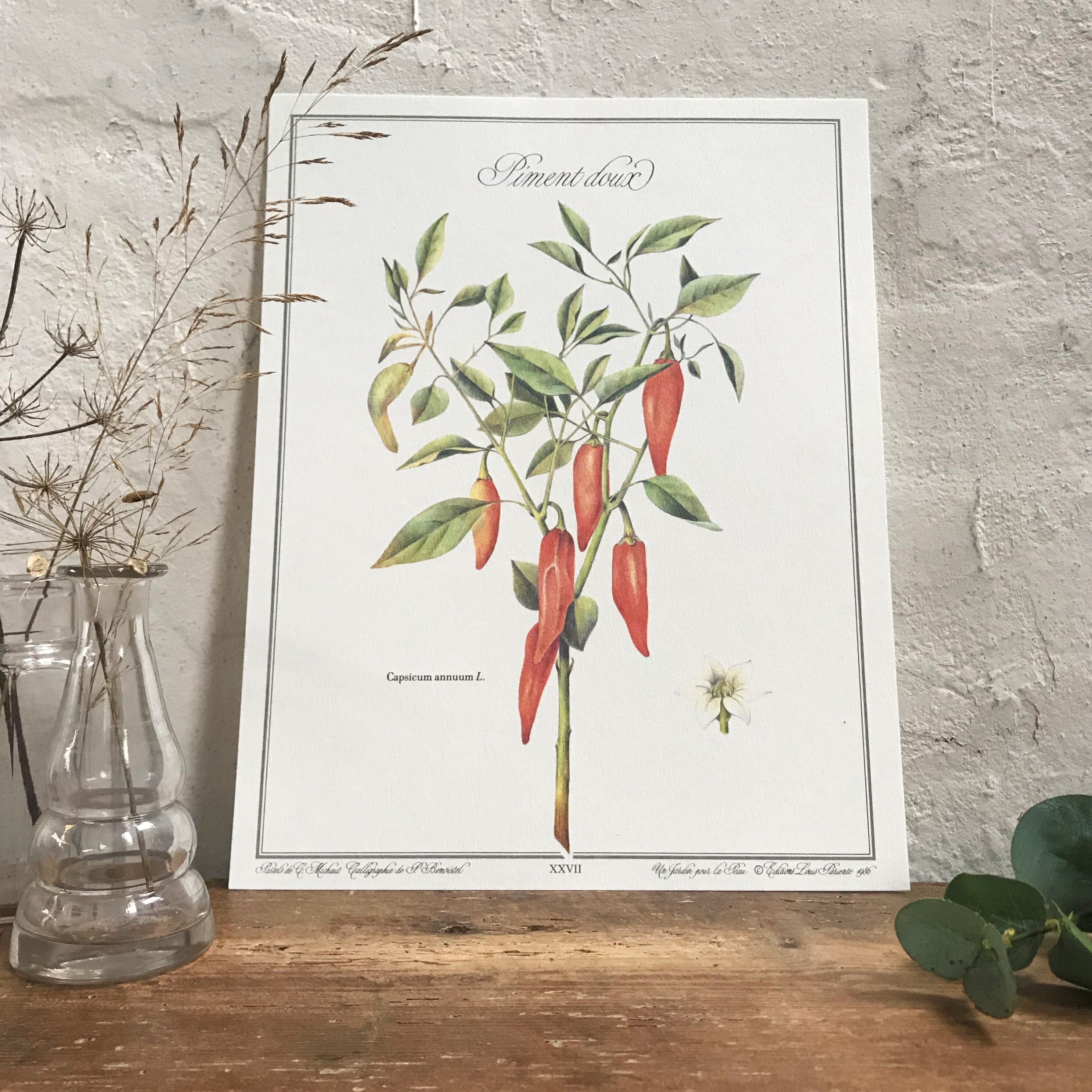 Botanical board the Sweet Pepper