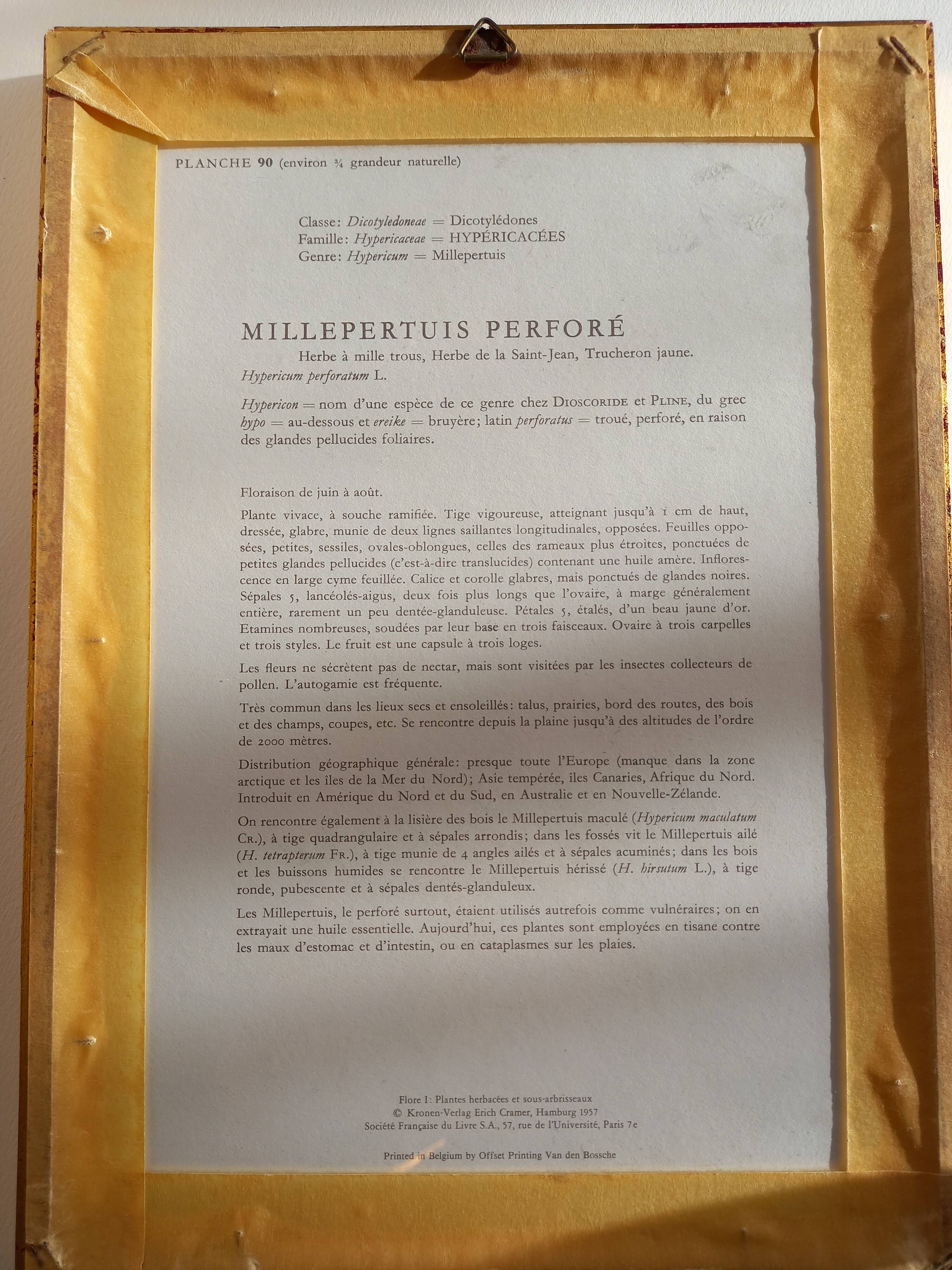 Two botanical drawings