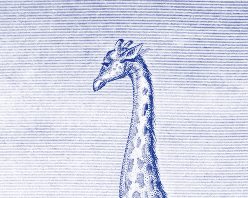 Lithography engraving vintage Buffon giraffe - A3 format