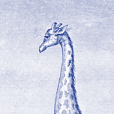 Lithography engraving vintage Buffon giraffe - A3 format