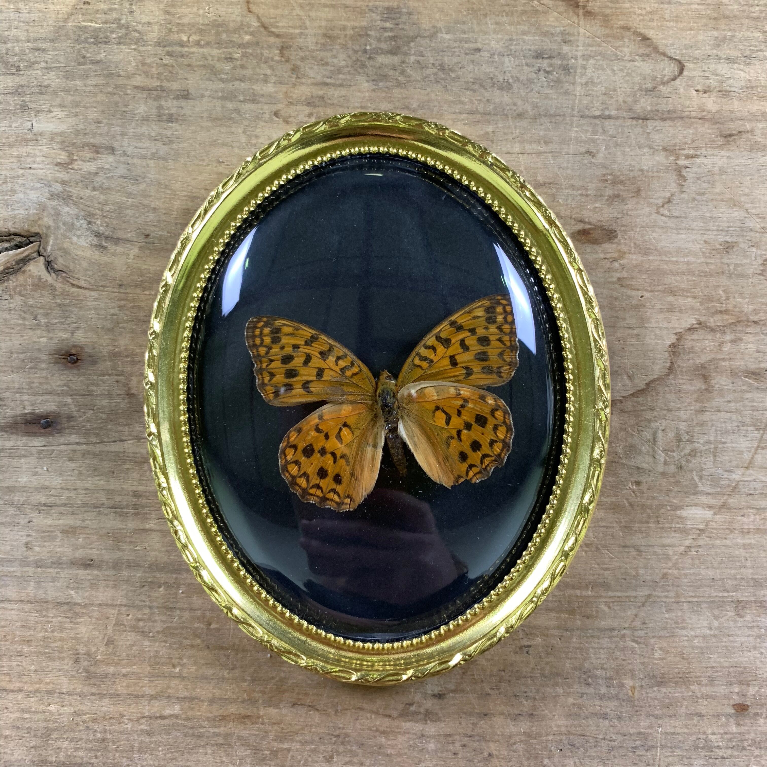 Butterfly under curved frame