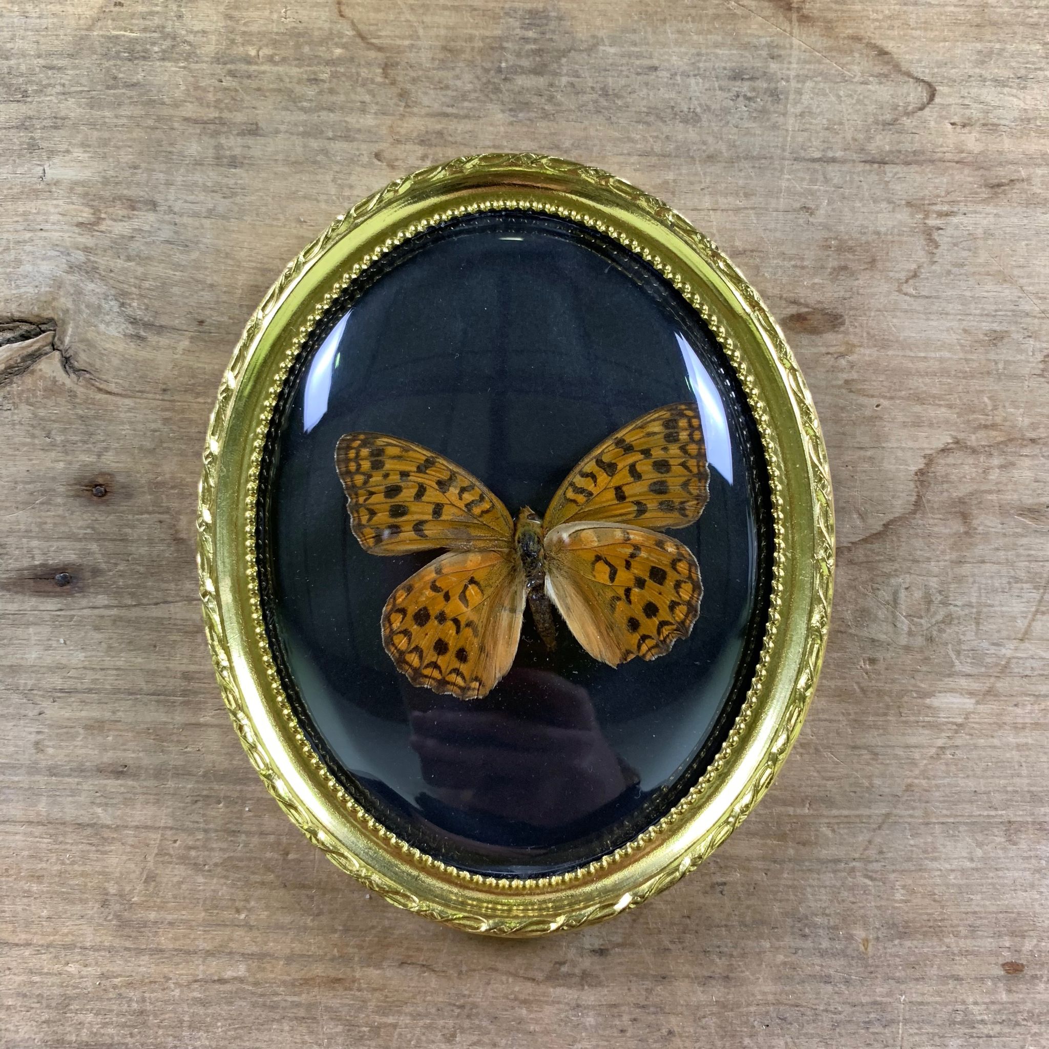 Butterfly under curved frame