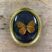 Butterfly under curved frame