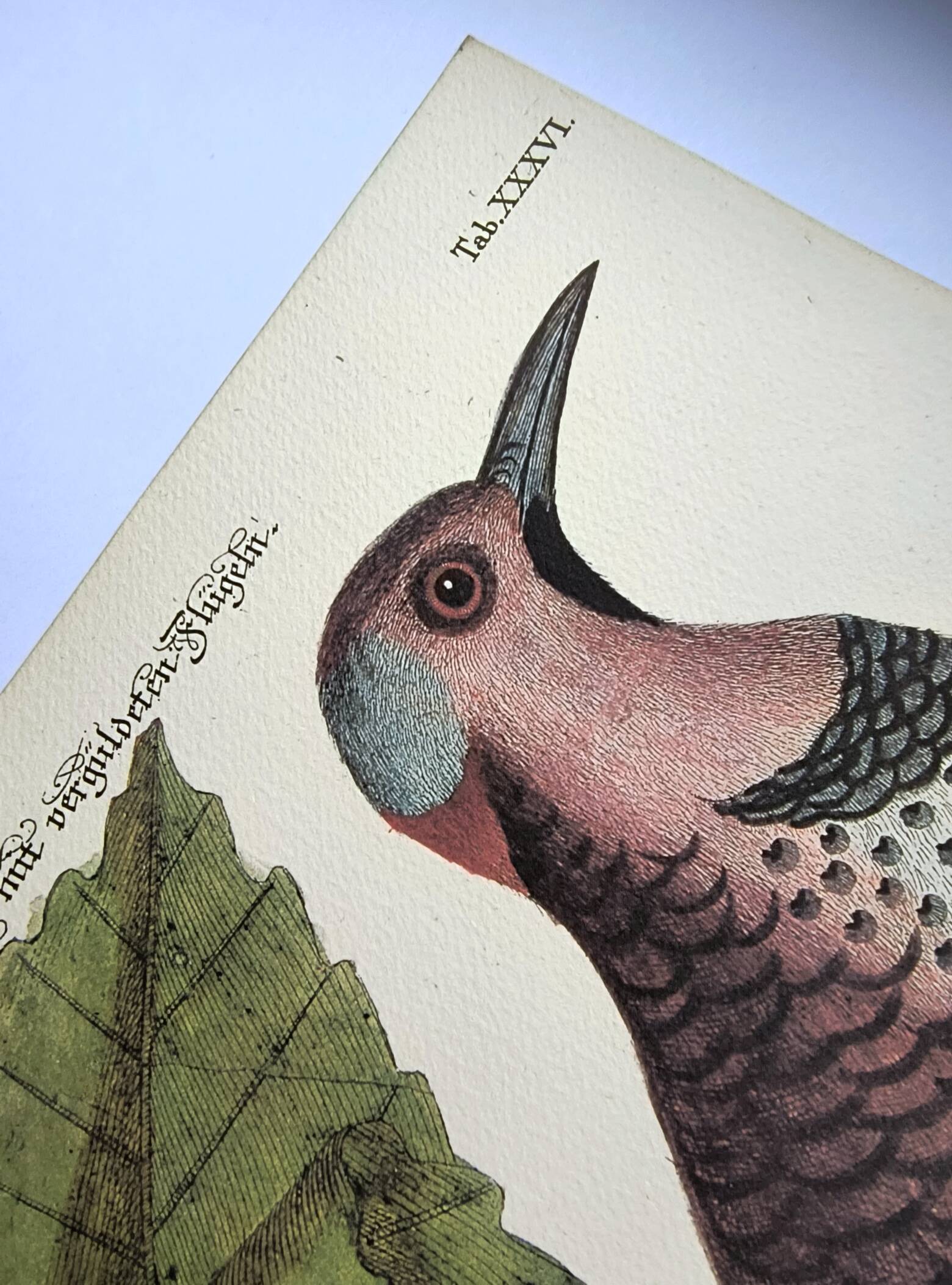 Antique bird engraving - Great Woodpecker - Zoological plate by Seligmann