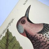 Antique bird engraving - Great Woodpecker - Zoological plate by Seligmann