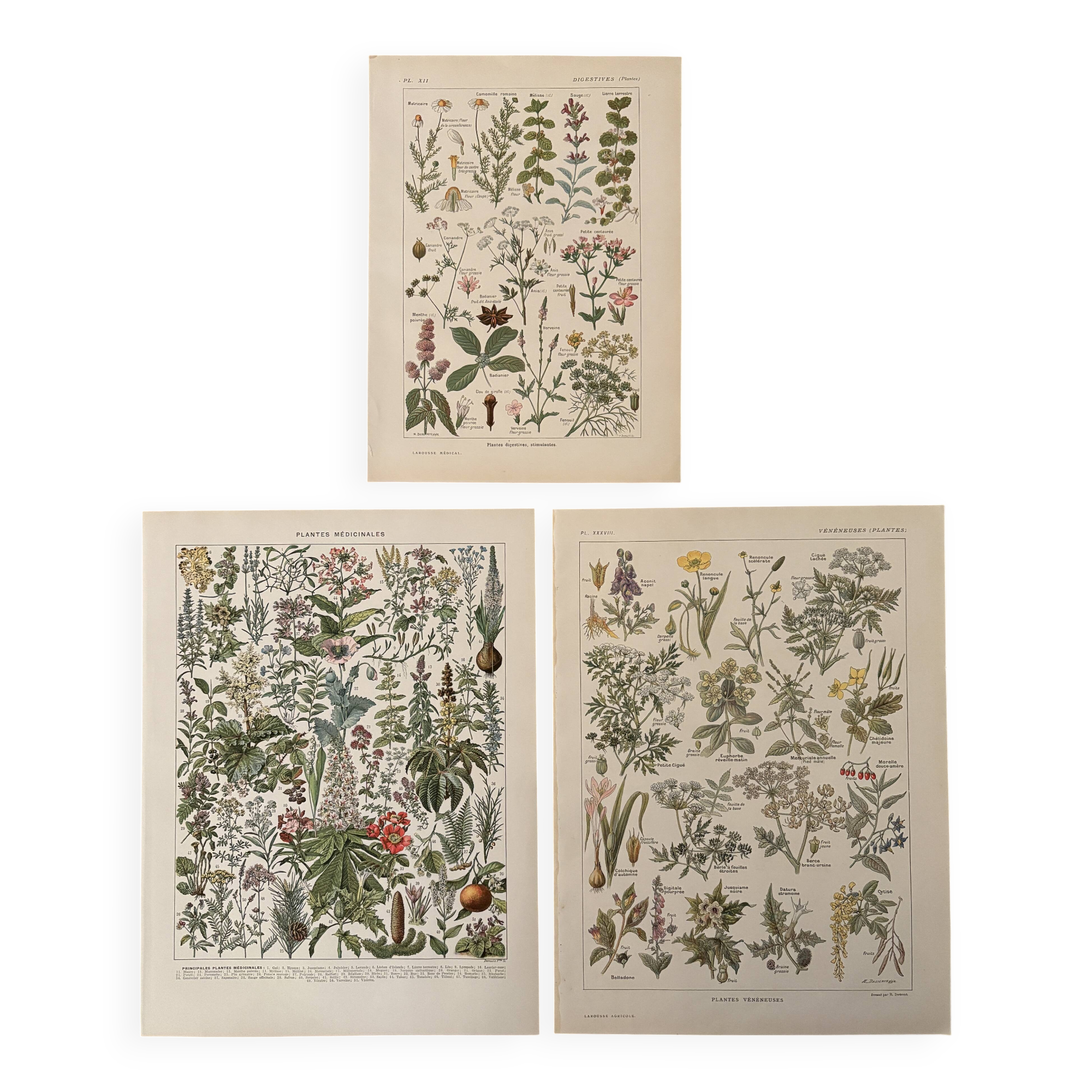Reserved Anna - Set of 3 illustrated plates on 20th century plants