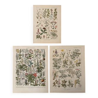 Reserved Anna - Set of 3 illustrated plates on 20th century plants