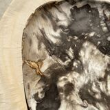 Very large pocket or dish in petrified wood
