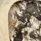 Very large pocket or dish in petrified wood