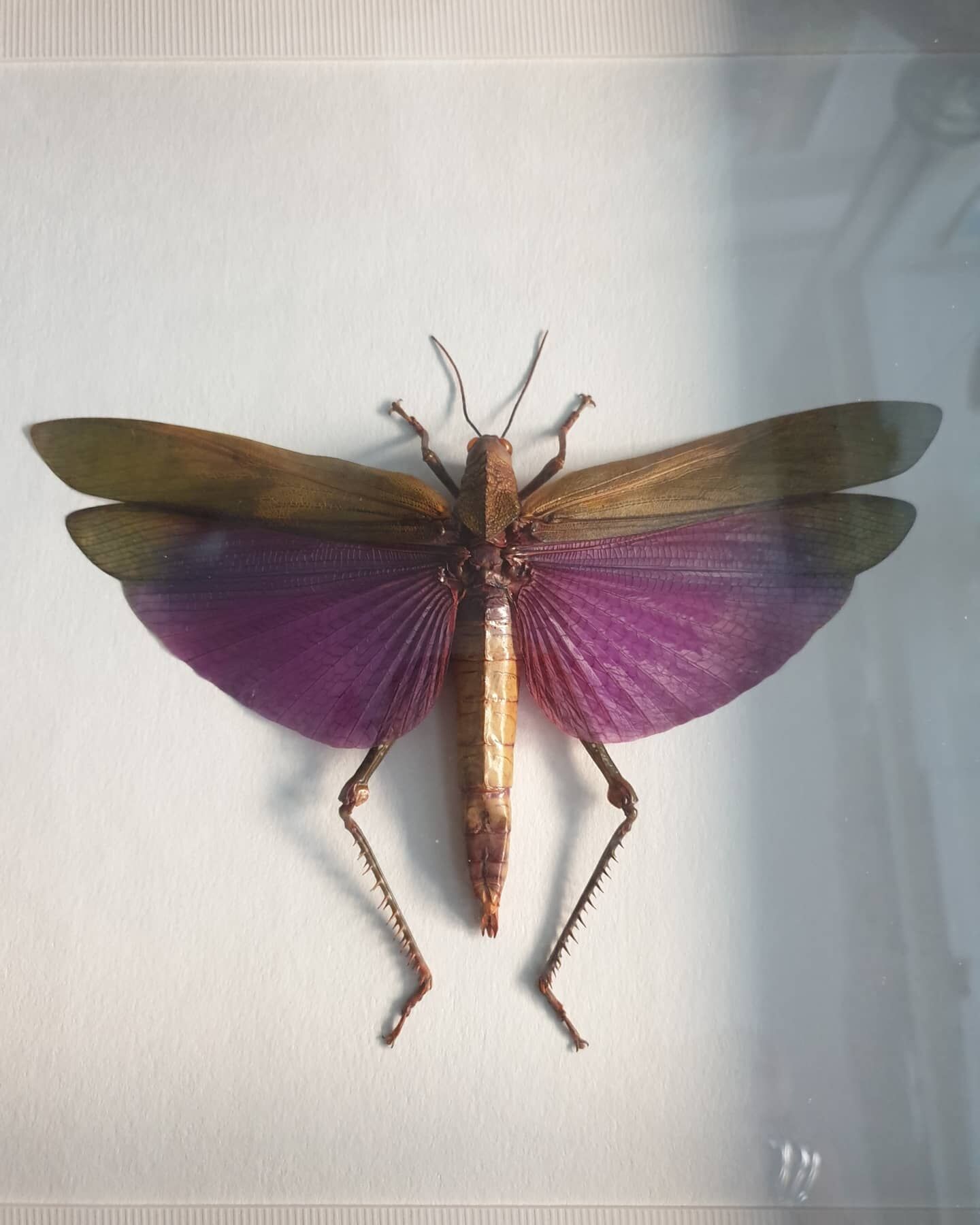 Giant purple jumper - framed - Titanacris albipes