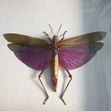 Giant purple jumper - framed - Titanacris albipes