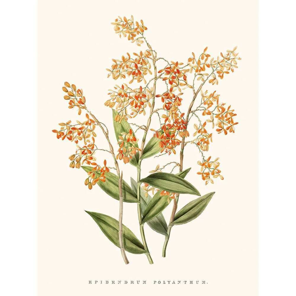 Illustration botanique vintage Epidendrum Polyanthum orchidée