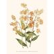 Illustration botanique vintage Epidendrum Polyanthum orchidée