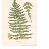 Chromolithographie ancienne botanique 1889 - Fougère des montagnes de Pratt