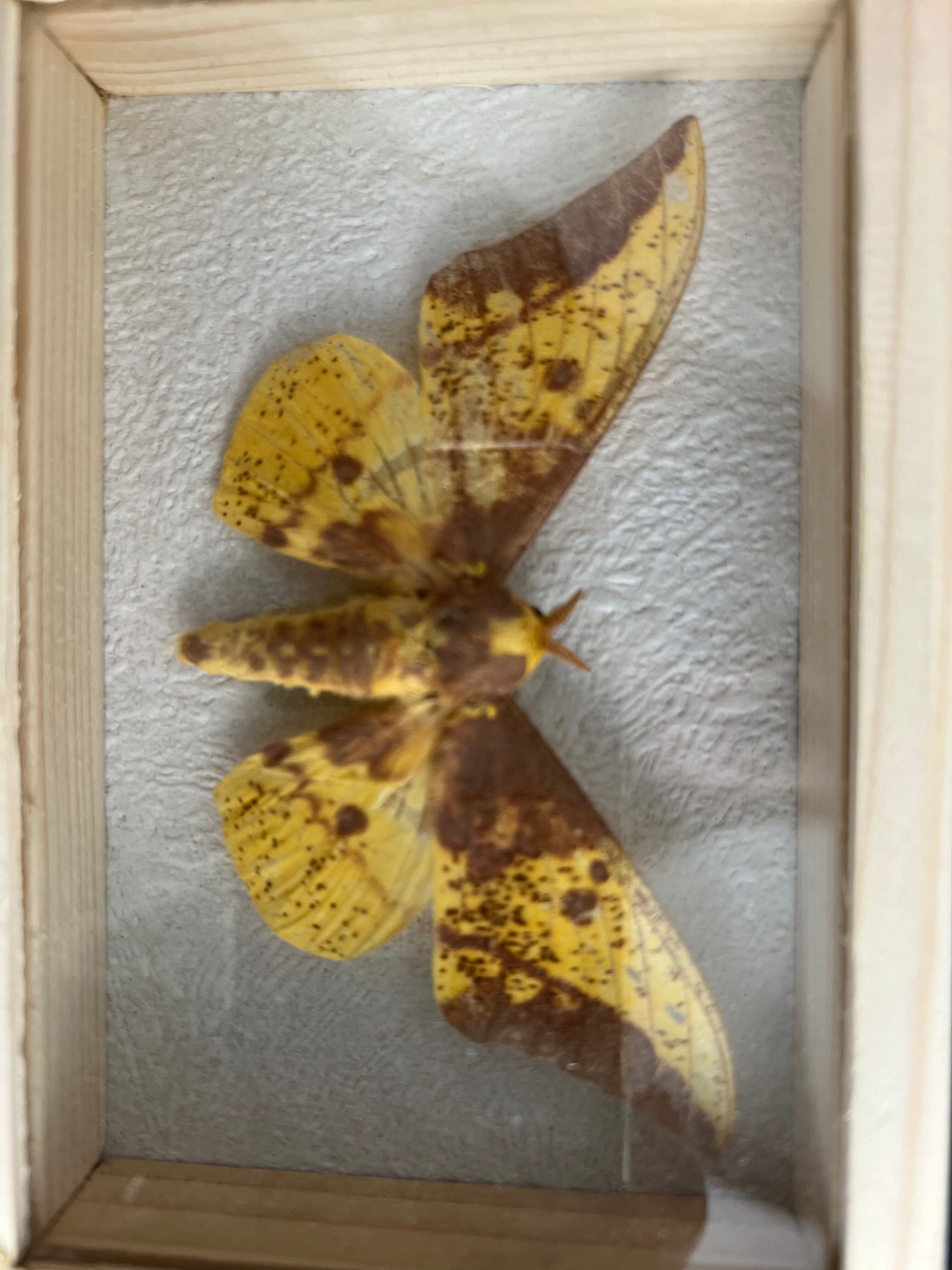 Butterfly frame Naturalized