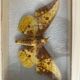 Butterfly frame Naturalized