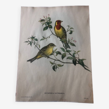 Affiche zoologique représentant un oiseau lithographie
