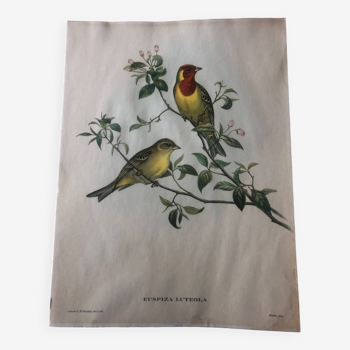 Zoological poster representing a lithograph bird