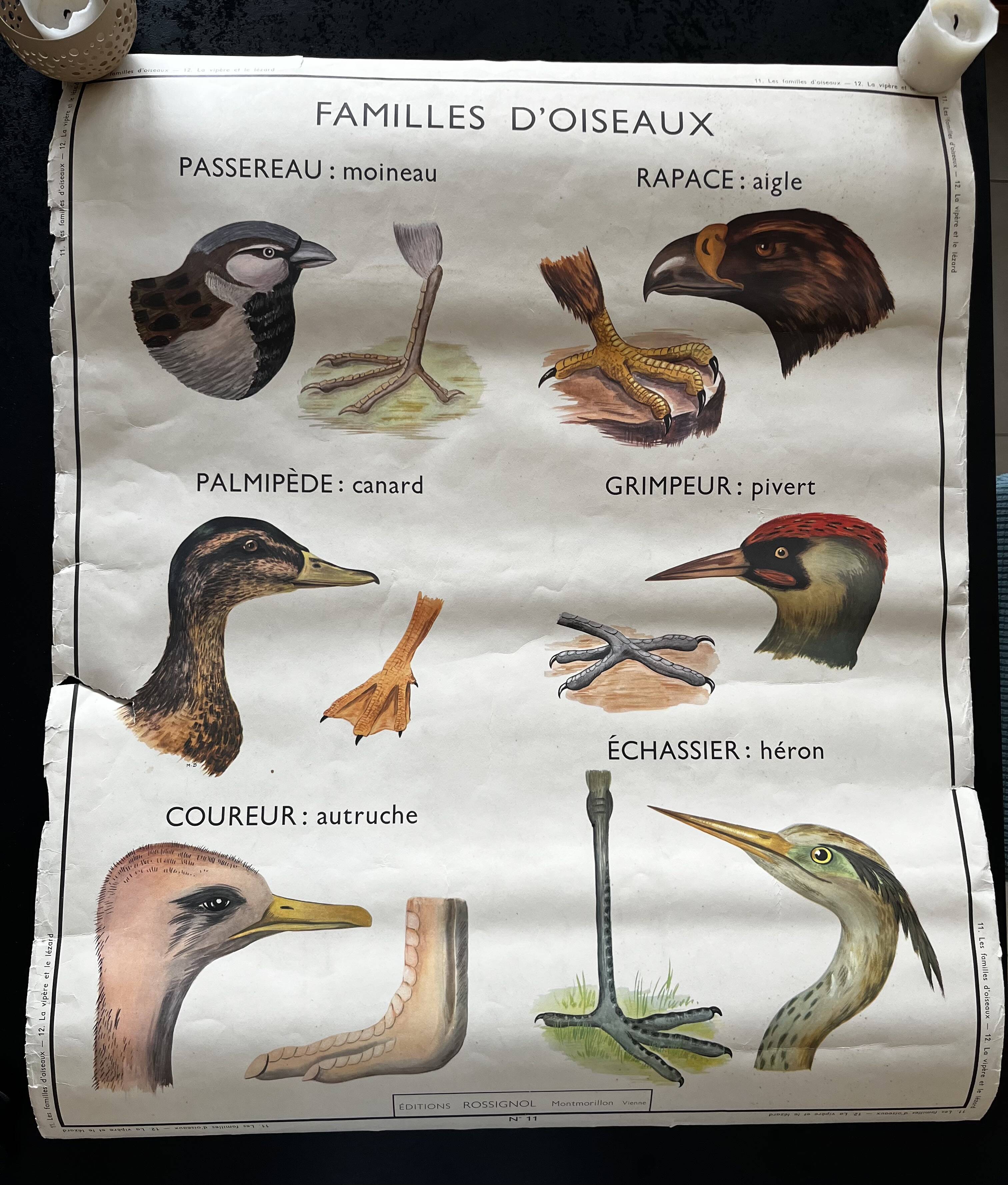 Old school poster Rossignol – Viper & Lizard / Bird families