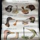 Old school poster Rossignol – Viper & Lizard / Bird families