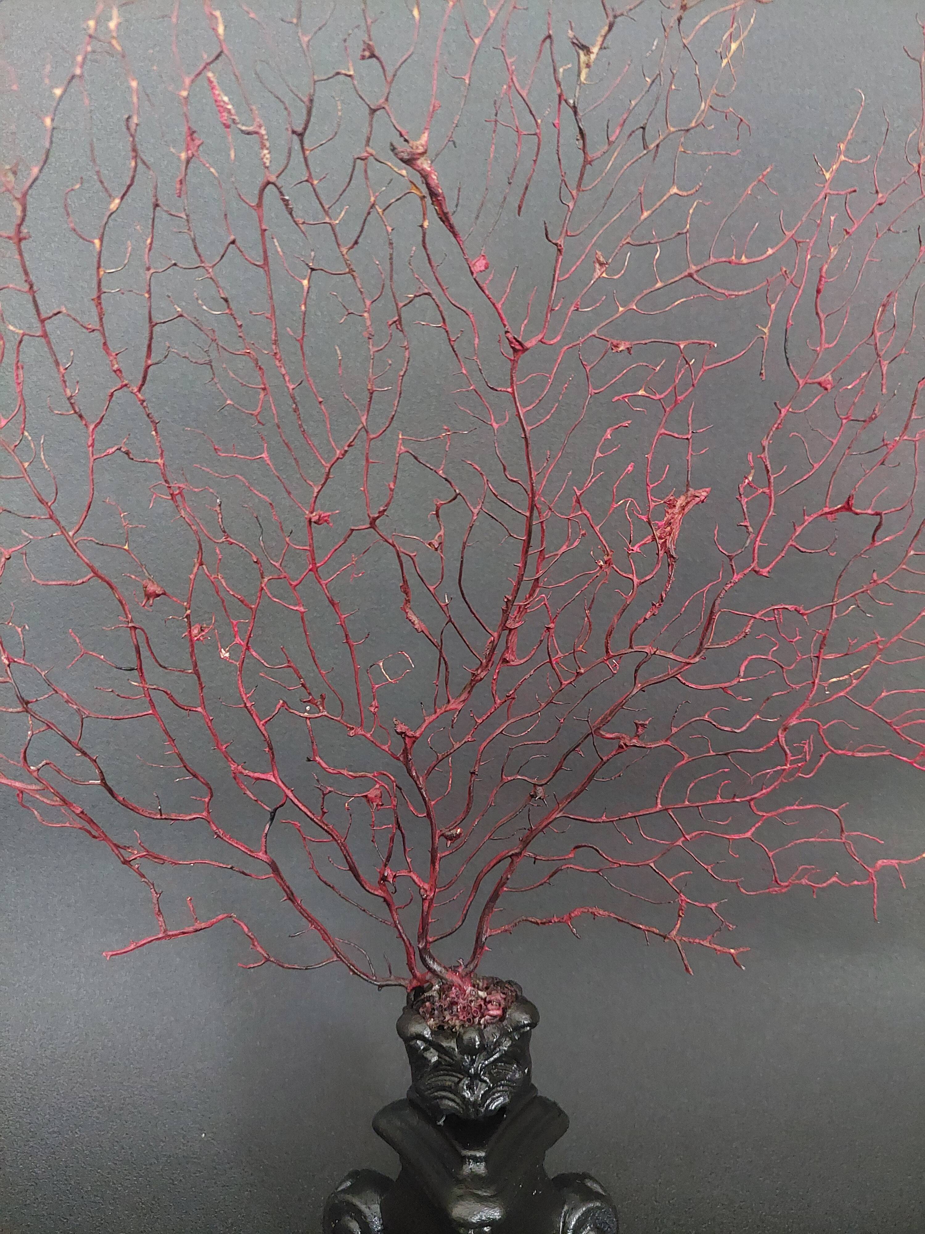 Cabinet de Curiosités gorgone rouge paramuricea clavata sur socle