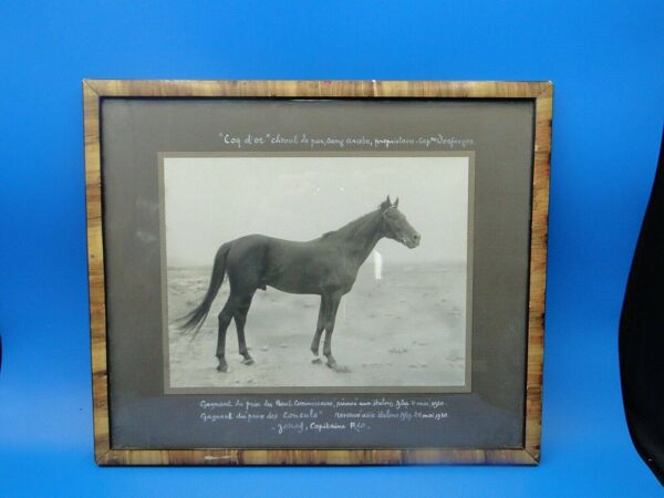 Photographie ancienne cheval Pur Sang Arabe Coq d'Or circa 1930 Alep Syrie