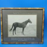 Photographie ancienne cheval Pur Sang Arabe Coq d'Or circa 1930 Alep Syrie