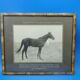 Photographie ancienne cheval Pur Sang Arabe Coq d'Or circa 1930 Alep Syrie