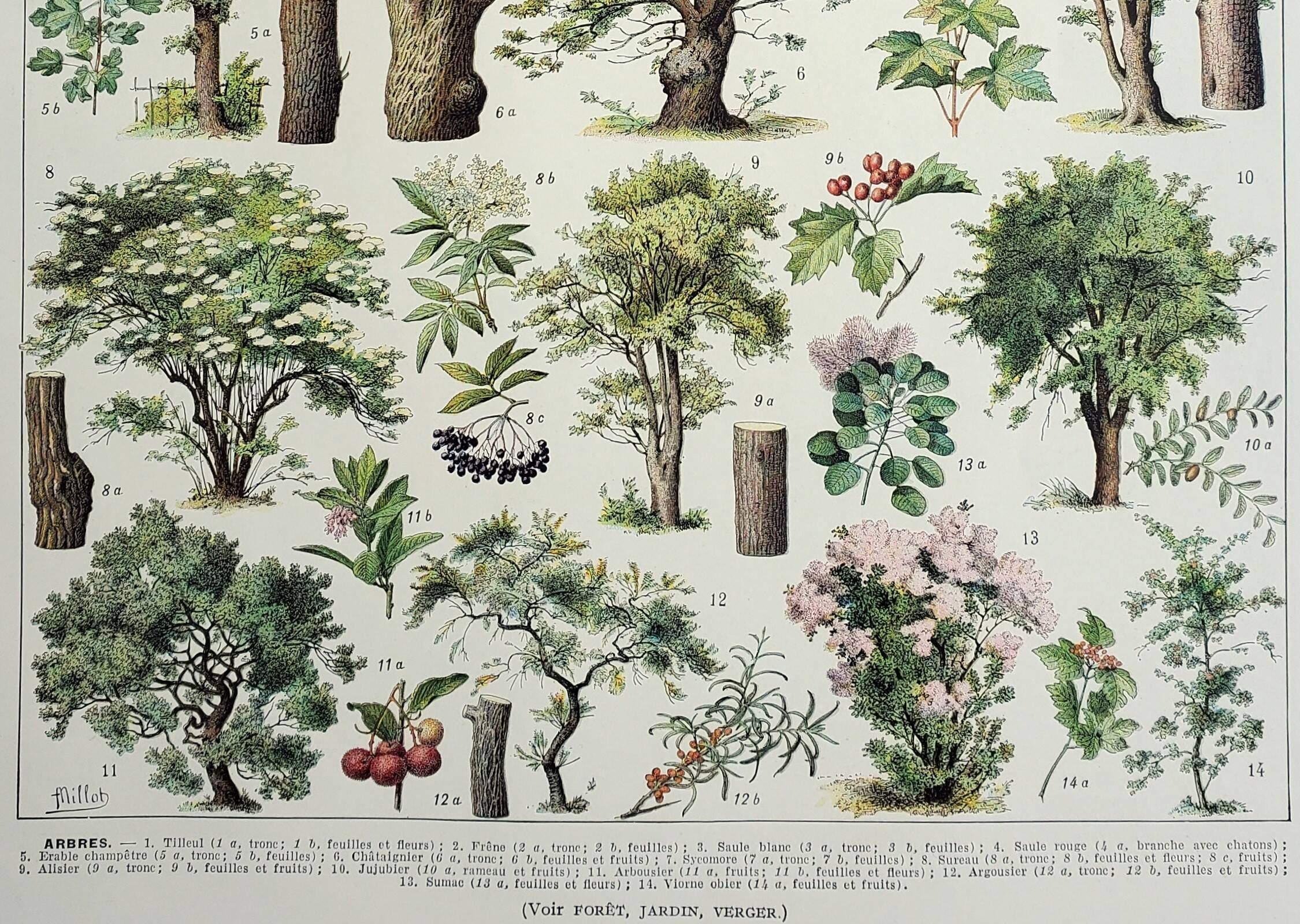 Gravure ancienne 1928, Arbres 2, écorce, tronc, feuilles • Lithographie, Planche originale