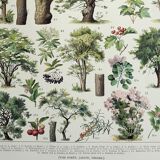 Gravure ancienne 1928, Arbres 2, écorce, tronc, feuilles • Lithographie, Planche originale