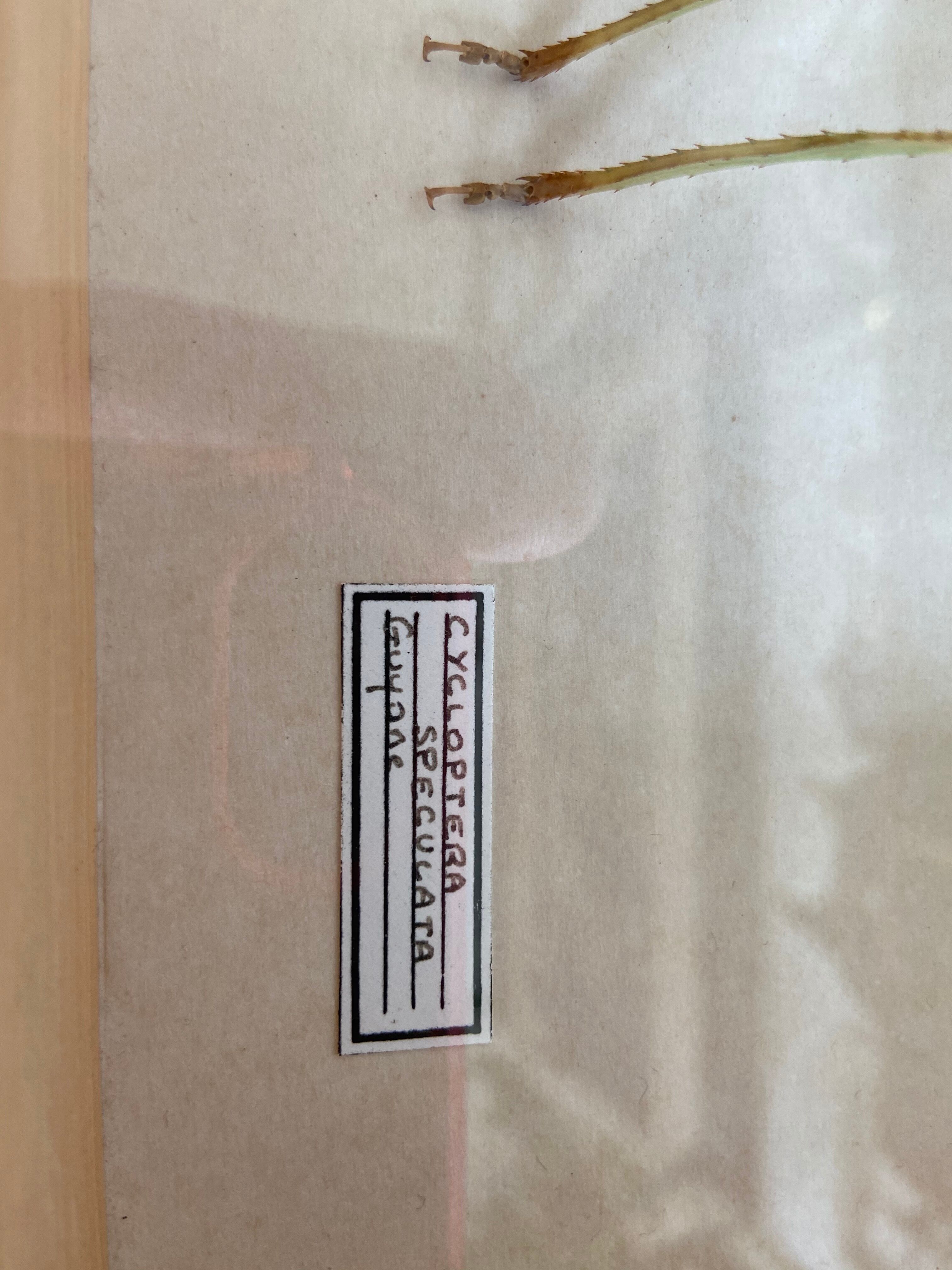 Insecte encadré - Cycloptera Speculata de Guyane