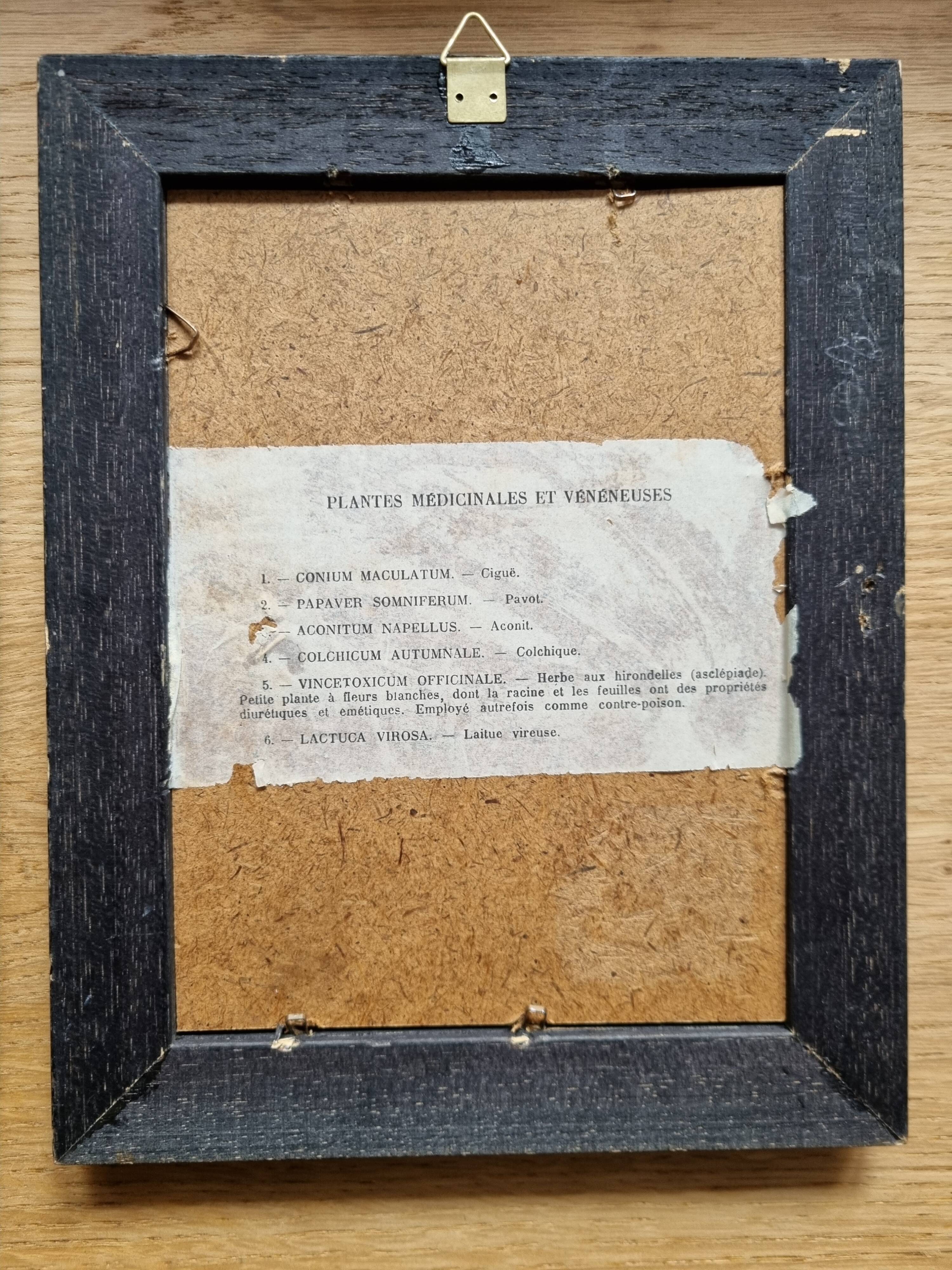 Paire de cadres art deco plantes médicinales