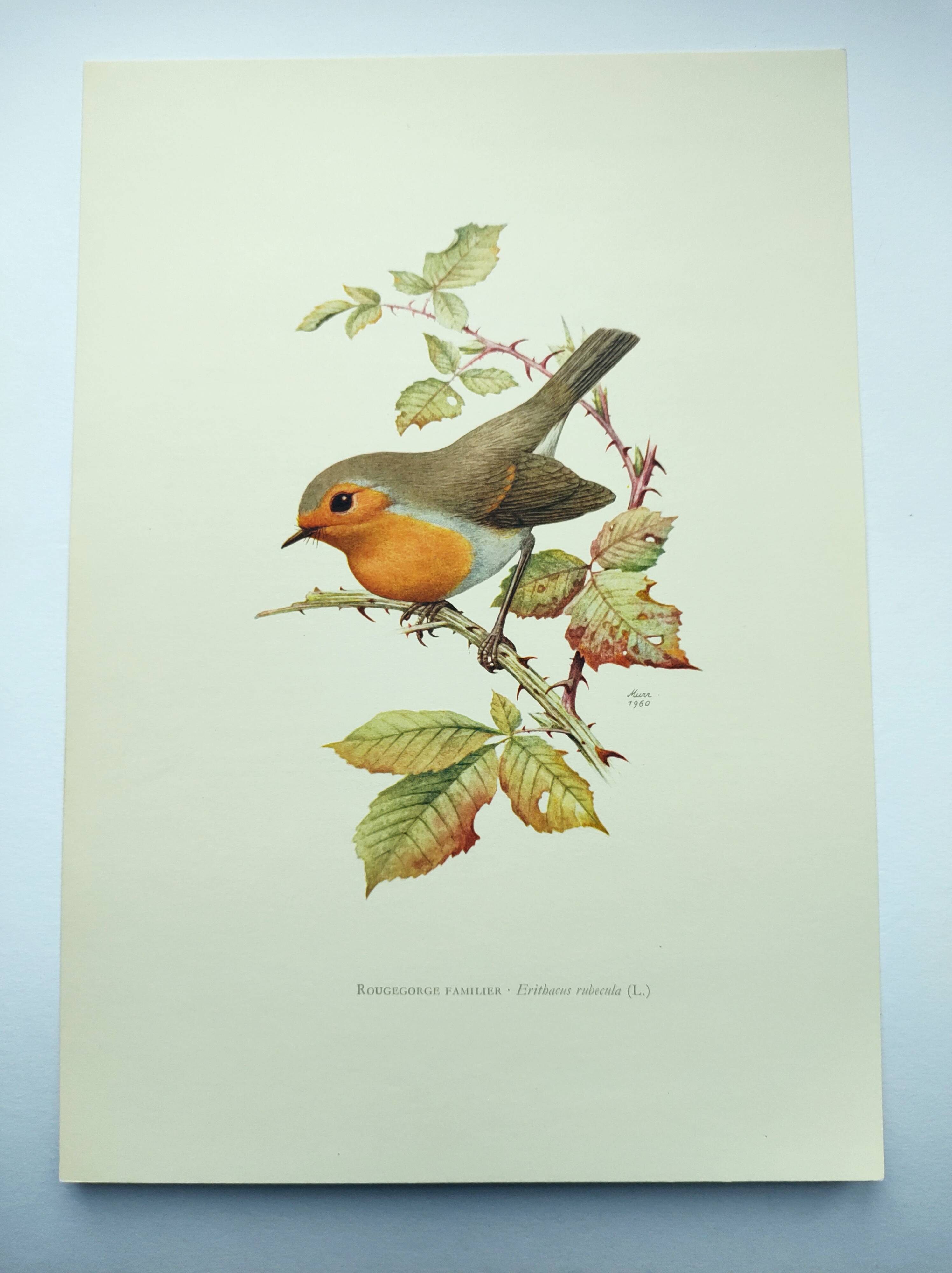 Old bird board 1960s - Familiar robin - Animal illustration