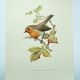 Old bird board 1960s - Familiar robin - Animal illustration