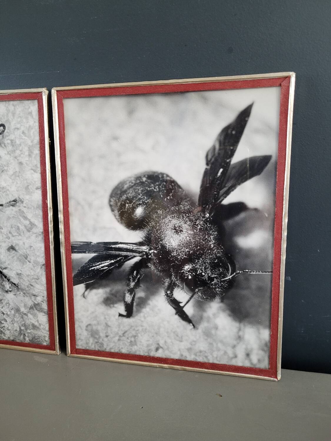 Pair of old silver photographs of insects S Celebonovic