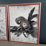 Pair of old silver photographs of insects S Celebonovic