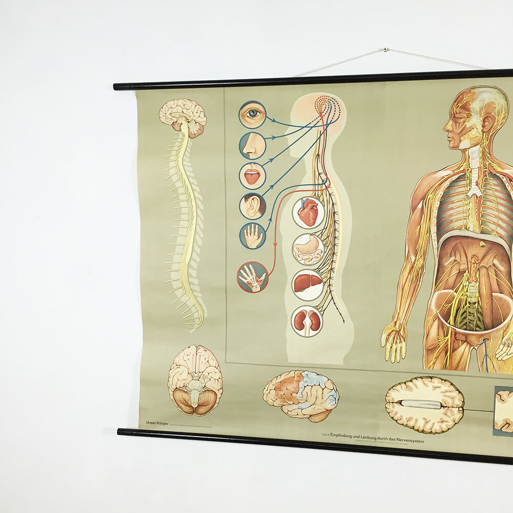 Educational pull-down Jung Koch school map human anatomy chart