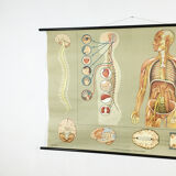 Educational pull-down Jung Koch school map human anatomy chart